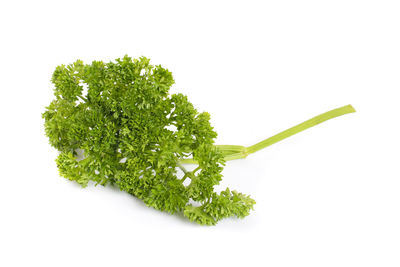 Close-up of green plant against white background