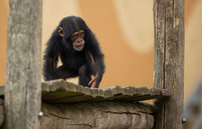 Low angle view of chimpanzee on wood