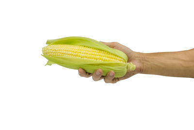 Midsection of person holding leaf against white background