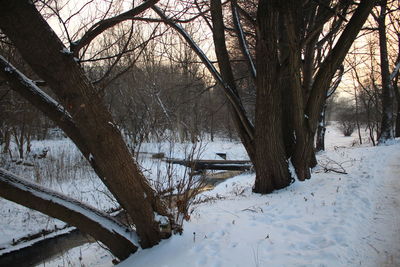 Bare trees on snow covered landscape