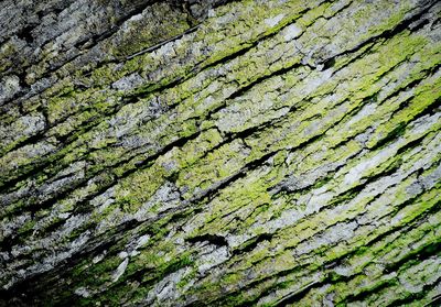 Full frame shot of tree trunk