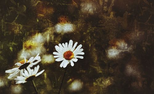 Close-up of white daisy flowers