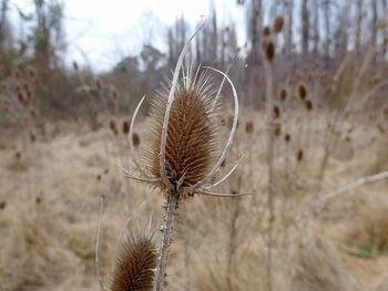 Close-up of dry thistles on field