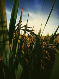 Close-up of crops growing on field against sky