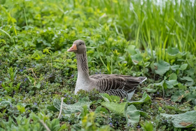 Bird in a field