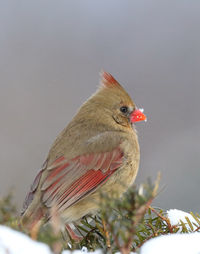 Low angle view of bird perching on a tree