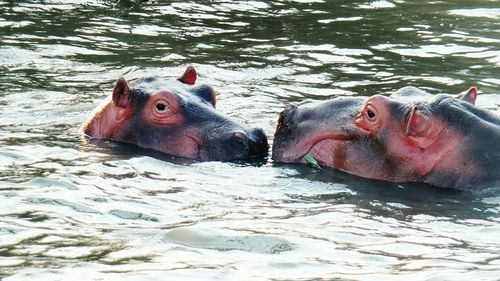 Close-up of lion swimming in lake