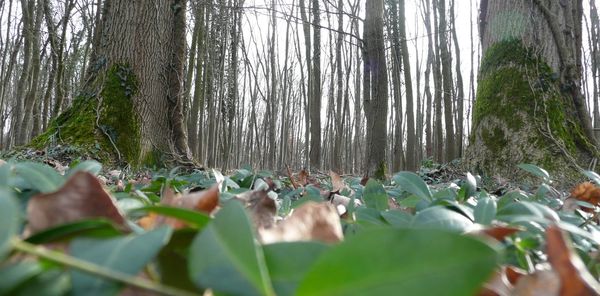 Plants growing on tree trunk