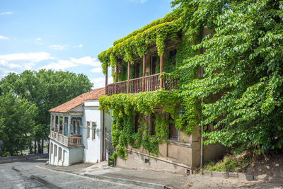 Plants and trees by building against sky