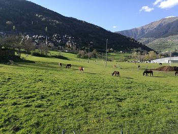 Cows grazing on field against sky