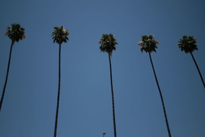 Row of palm tree against sky