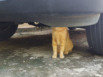 Low section of dog standing under bridge