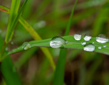 Close-up of raindrops on grass