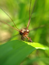 Close-up of insect on leaf