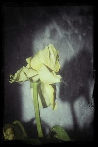 Close-up of yellow flowers