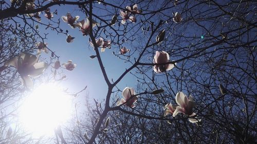 Low angle view of tree against sky