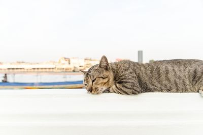 Close-up of cat sleeping on floor