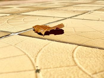 Close-up of autumn leaves on tiled floor
