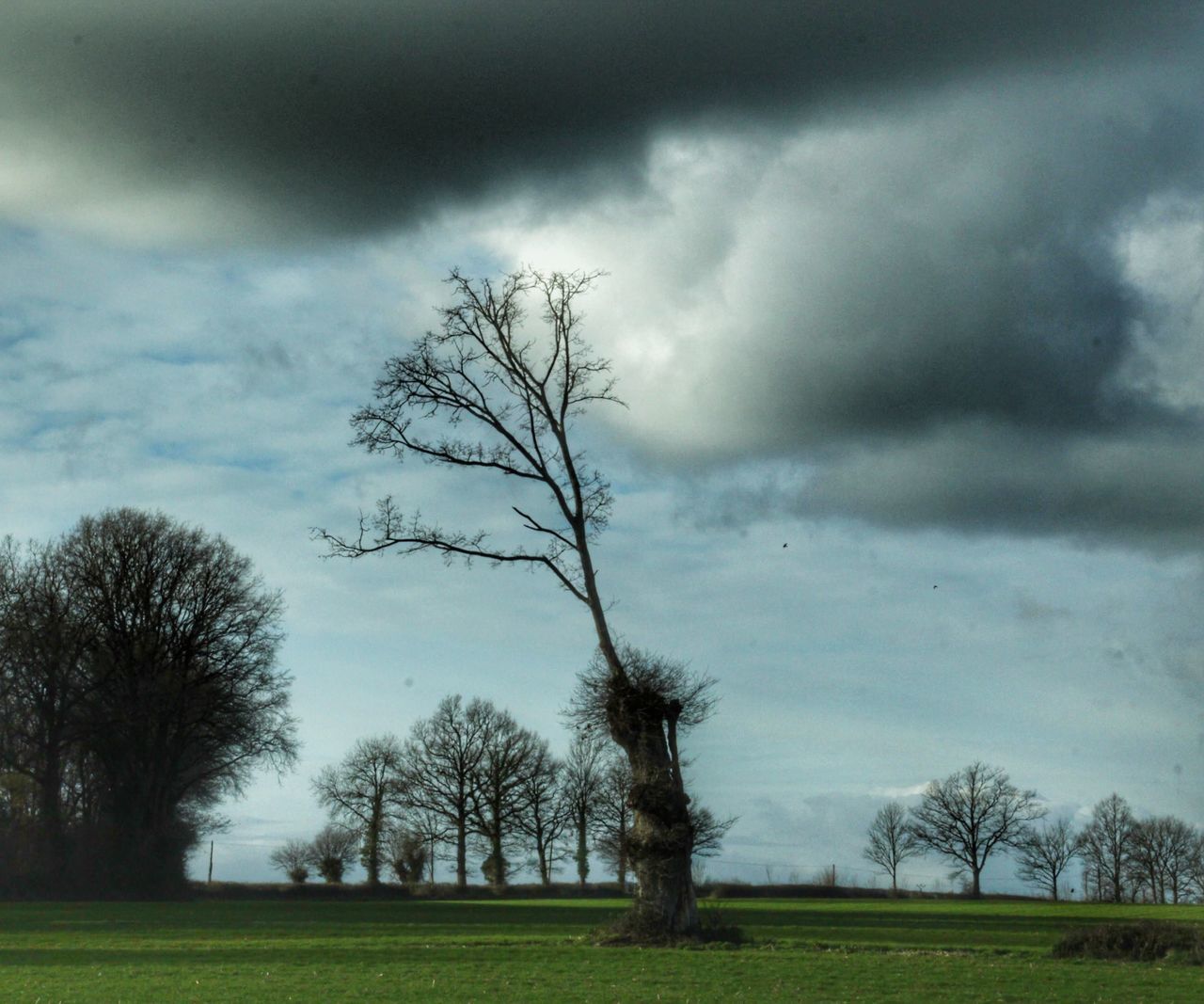 BARE TREE ON FIELD AGAINST CLOUDY SKY