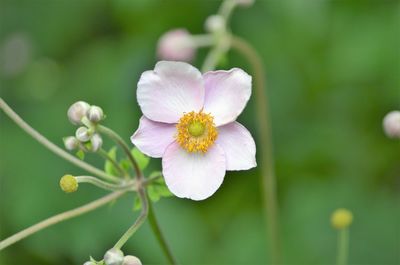 Close-up of white flower