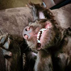 Close-up of cat sleeping