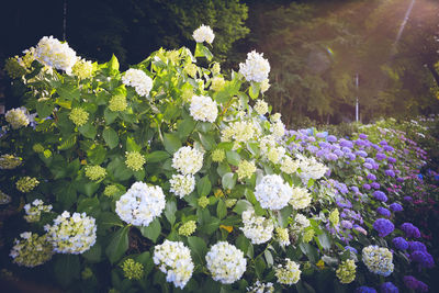 High angle view of white flowering plants