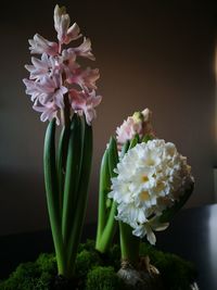 Close-up of flowers in vase