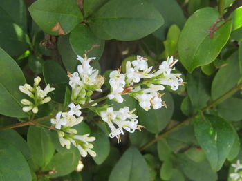 High angle view of white flowering plant