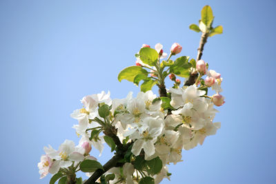 Low angle view of cherry blossoms against clear sky