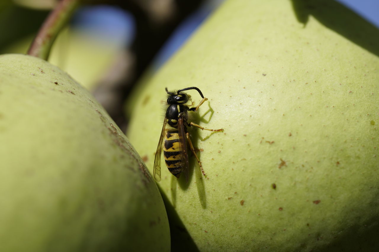 CLOSE-UP OF ANT ON BANANA