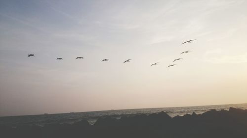 Low angle view of silhouette birds flying over sea against sky