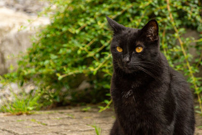 Portrait of black cat