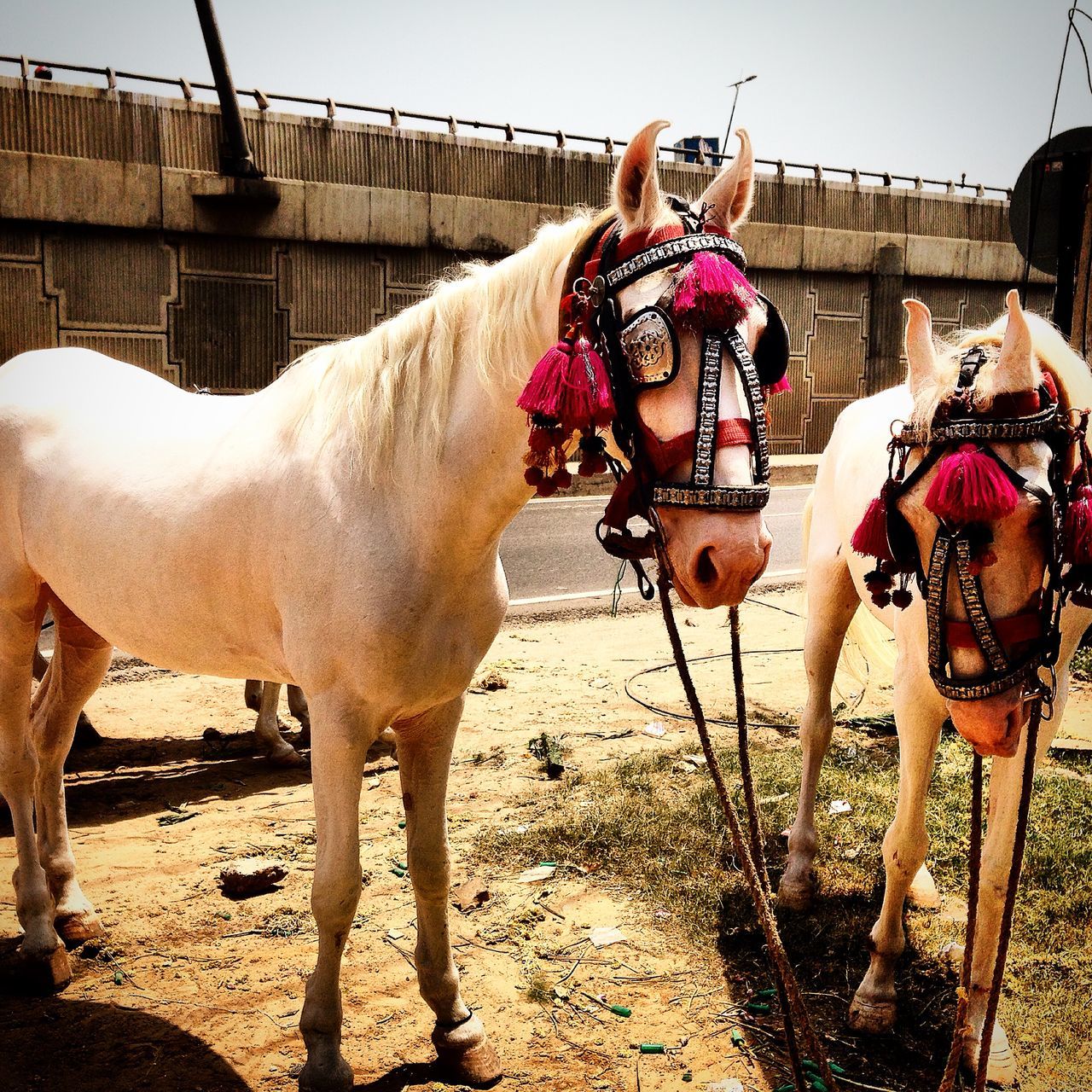 Decorated horse