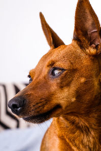 Close-up of dog looking away