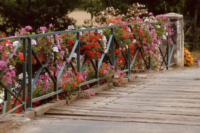 Potted plants on railing by footpath