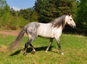 Side view of horse standing on field
