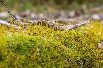 Close-up of lizard on grass