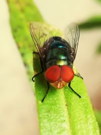 Close-up of fly on leaf