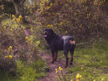 Rottweiler in a forest