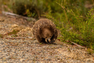 View of an animal on land