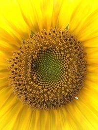Macro shot of sunflower