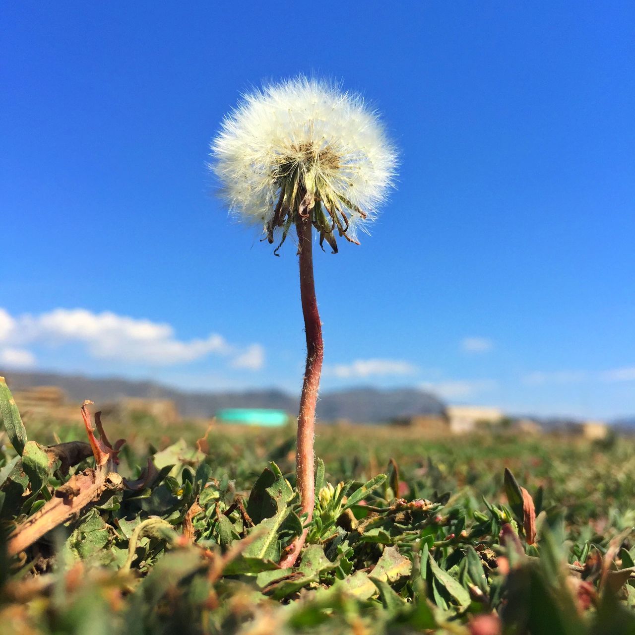 dandelion, flower, growth, fragility, nature, stem, flower head, freshness, beauty in nature, sky, focus on foreground, close-up, uncultivated, plant, wildflower, field, softness, single flower, dandelion seed, clear sky