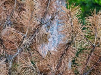 Close-up of pine tree in field