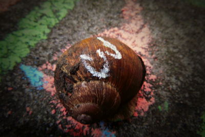 Close-up of snail on land