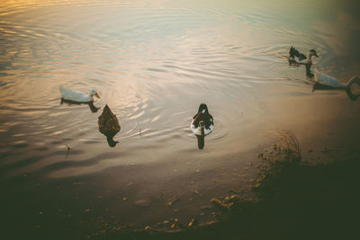 High angle view of ducks swimming in lake