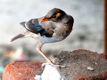 Close-up of bird perching on rock