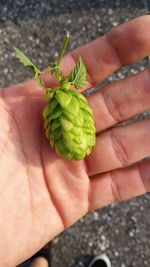 Close-up of hand holding leaf