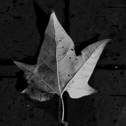 High angle view of maple leaf in water