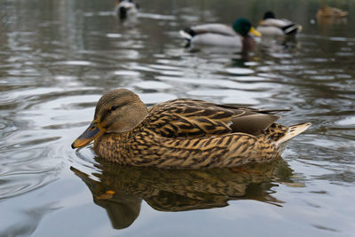 Close-up of female mallard duck swimming lake