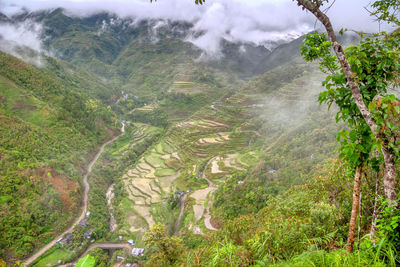 High angle view of trees on landscape